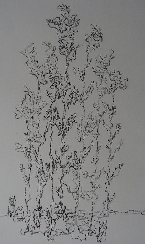 Tang, 2007, Kohle-Papier, 42x60.jpg